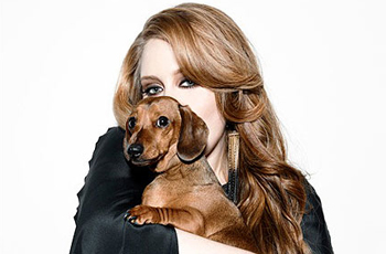 Adele-dog-Louie